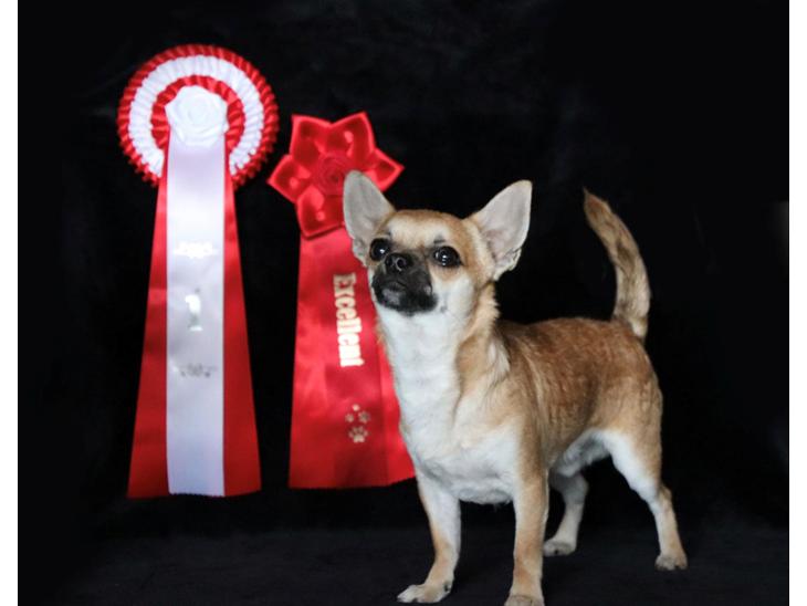 Chihuahua Hello World Duck Quacks Don't Echo billede 1