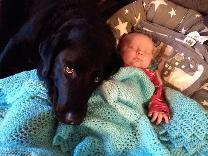 Labrador retriever Balder billede 1