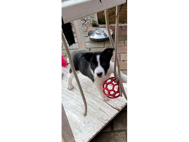 Border collie Miley billede 1