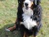 Berner sennenhund Mini