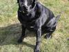 Labrador retriever Obelix