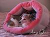 Jack russell terrier Amy [ Himmelhund]