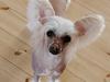 Chinese crested hårløs Zico Stella (Hottie Tot's Foxie Flash)