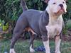 American Bully Blanca