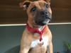 Staffordshire bull terrier Sia