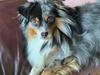 Miniature American Shepherd Hailie