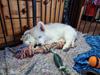 Hvid Schweizisk Hyrdehund Ny understrups Holger