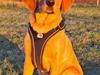 Labrador retriever Rolf fox red 