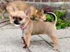 Chihuahua Hello World Ouch Ouch Not My Leg &quot;Envy&quot;