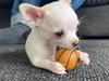 Chihuahua Lucky 