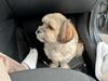 Shih tzu Tjavsi (Lille-T)