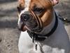 Fransk bulldog Carlo