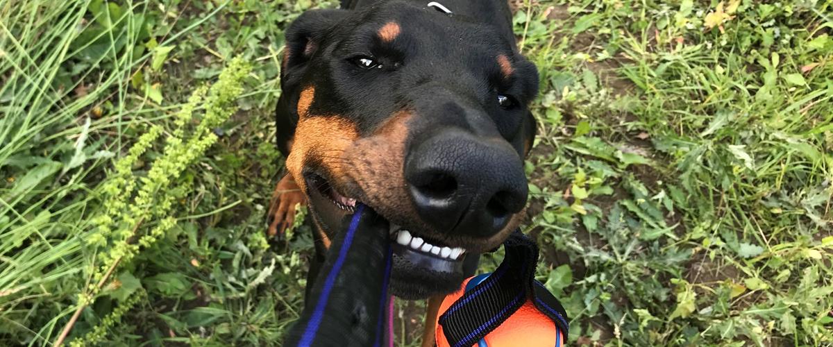 Dobermann Penny von Engelhardt 2021 Afstamningen rene arbejdslini...