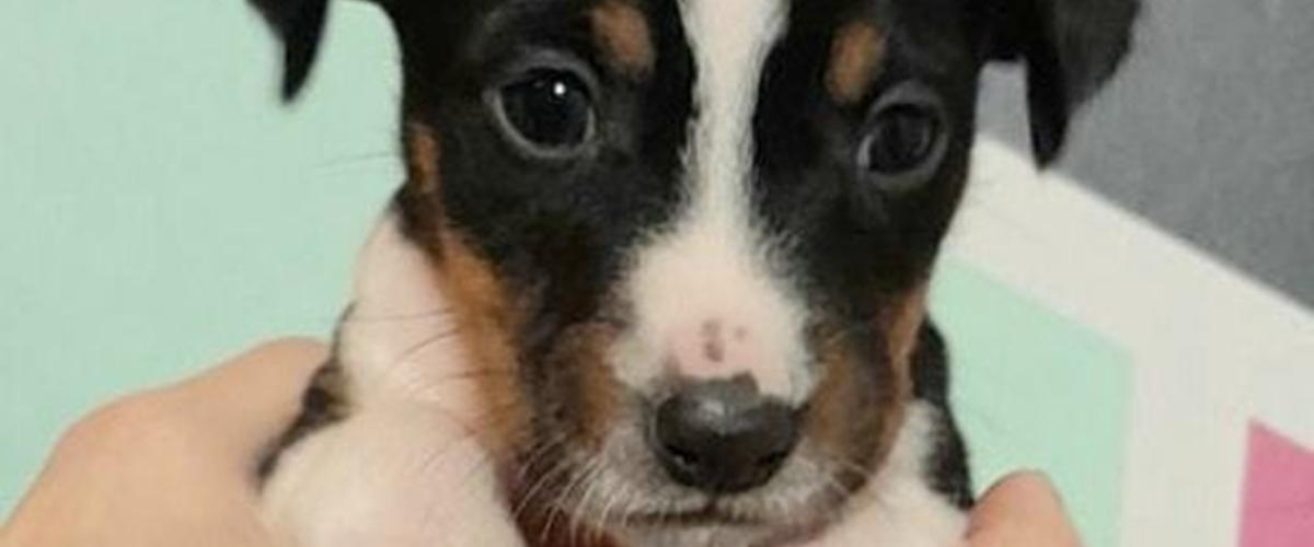 Rat Terrier Elly Plump´s I`LL KILLS THAT CAT (Hansen) 2022 Heinz er