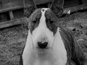 Bullterrier Else