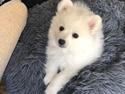 Japansk spids Nala