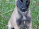 Malinois Sonic Ostraryka