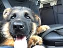 Schæferhund Chef