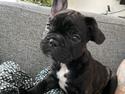 Fransk bulldog Benzon