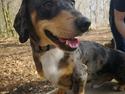 Gravhund Benji