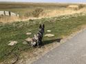 Hollandsk hyrdehund United Dutch Ka-Zia