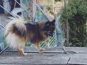 Blanding af racer Flossie