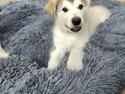 Alaskan malamute lucky