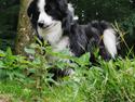 Miniature American Shepherd Nimbus (Truecolorsshining Busy Billybob)