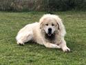Tibetansk mastiff Zaki