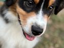 Miniature American Shepherd Obi Wan