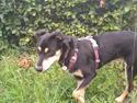Blanding af racer Jessica the Wardog - rescuedog fra Ukraine