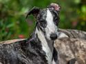 Whippet Selma