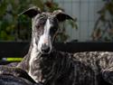 Whippet Akka