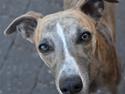 Whippet Falcon (Tanalorn Mr. Quade)
