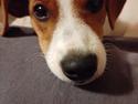 Dansk svensk gaardhund Ester