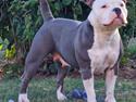 American Bully Blanca