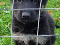 Schæferhund Sandtofte Pinyata /yata. (21/9-22)