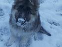 Schæferhund Coco
