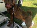 Shar pei Leo