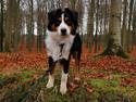Miniature American Shepherd JohnJohn (Wunderbaums Woogie Boogie)