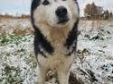 Siberian husky Sheena (Mesmocans Black Betty)