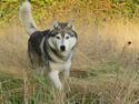 Siberian husky Lufkaz (Mesmocan 7 Cities of Gold) RIP