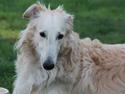 Borzoi Ozymandias