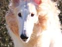 Borzoi Walt