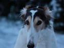 Borzoi Pony
