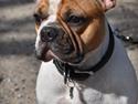 Fransk bulldog Carlo