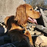 Field Trial Cockerspaniel Kapow