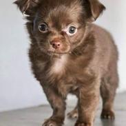 Chihuahua Nellie