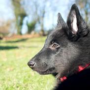 Groenendael Tess, Kenziana Black Arete