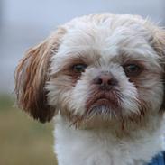 Shih tzu Carlo
